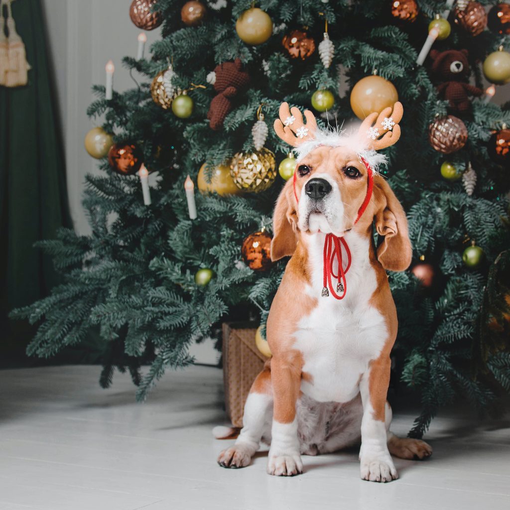 A beagle wearing reindeer antlers sits in front of a Christmas tree in the living room