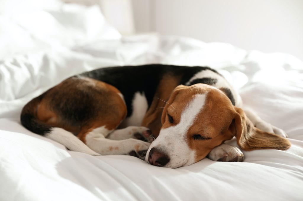 A beagle puppy sleeps on a white bed