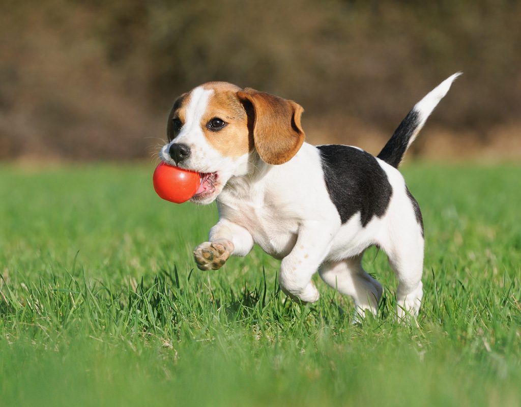 Beagle puppy running with ball in his mouth. ppy