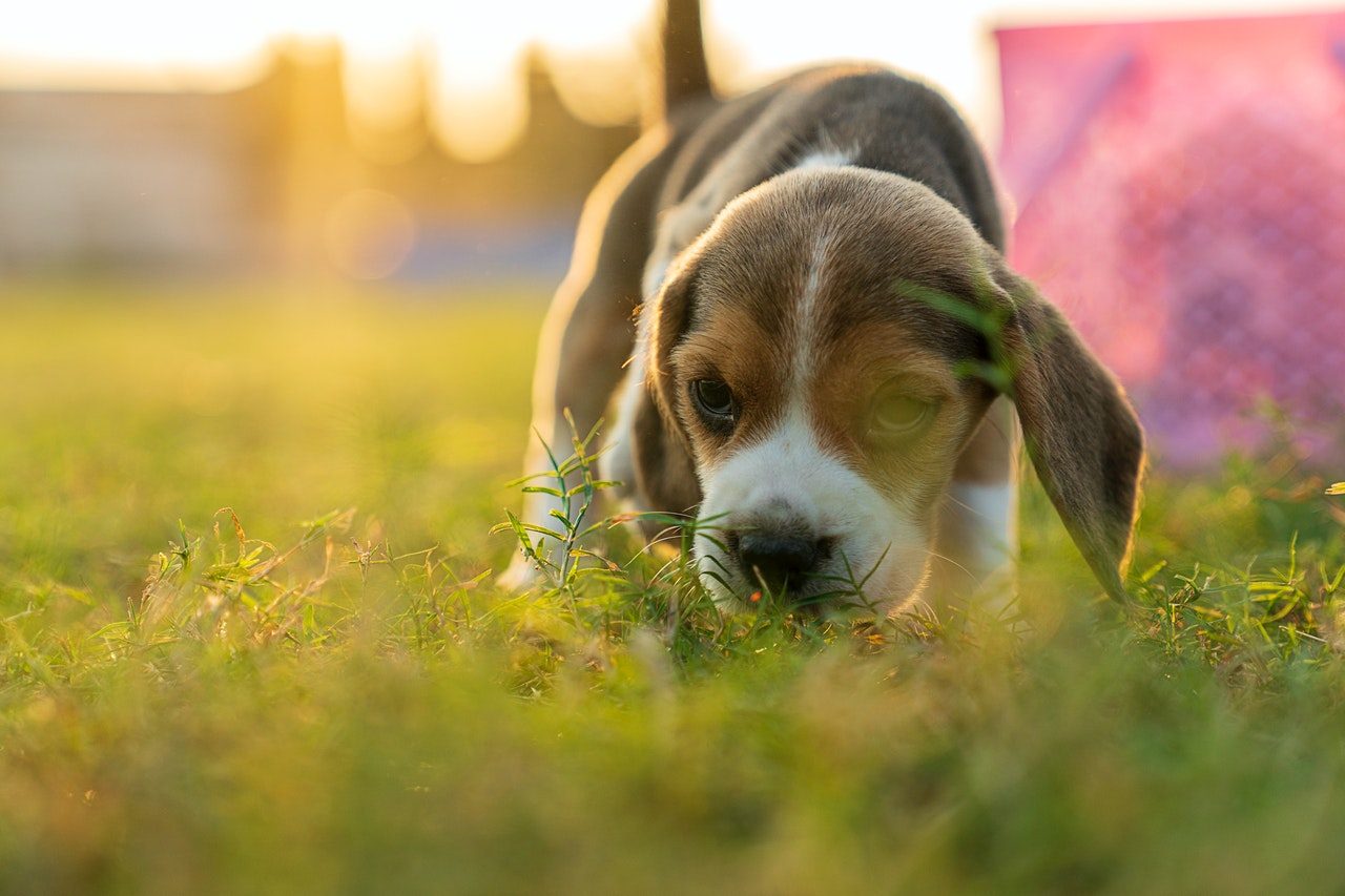 A beagle puppy walks through grass.