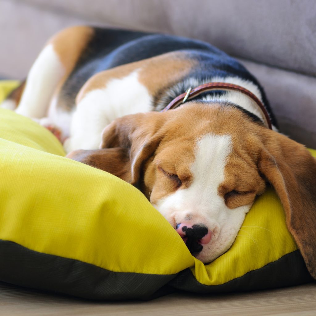Beagle puppy sleeping in a dog bed