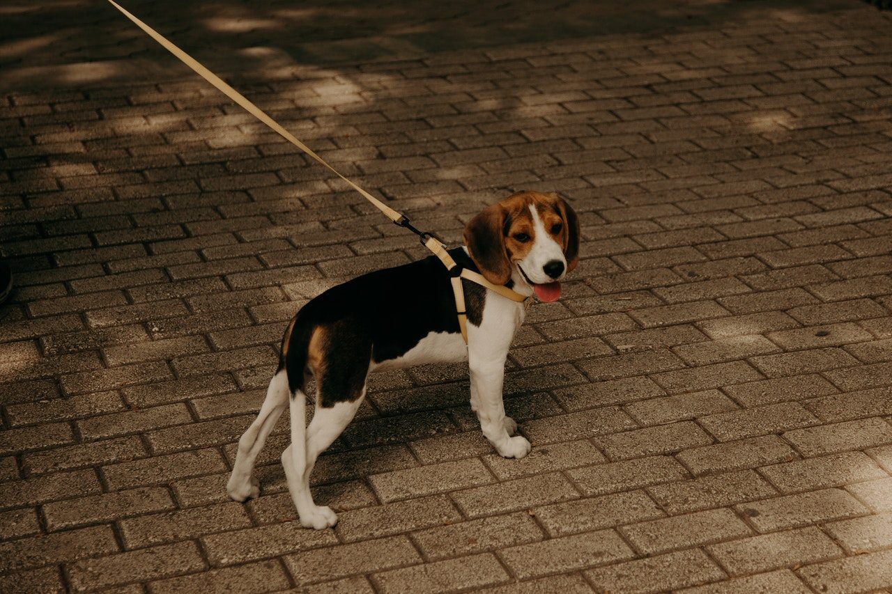 A beagle walking on a harness and leash.