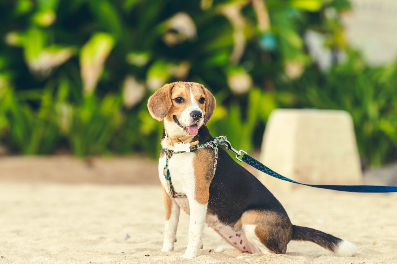 A beagle sits on the beach wearing a harness and leash.