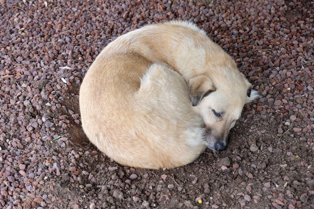A small beige dog mutt sleeps curled up on the ground