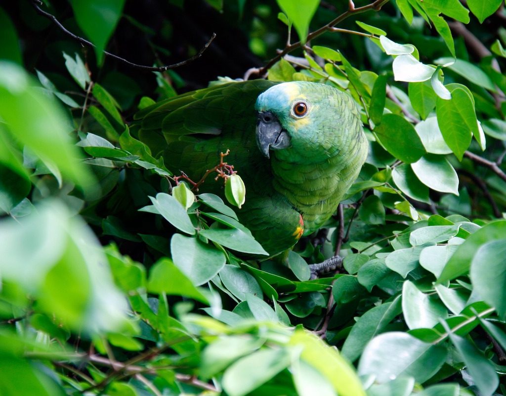 Parrot hides in a green tree