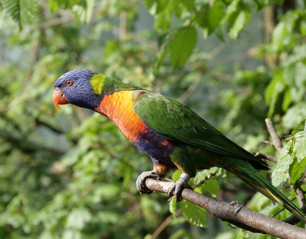 Lorikeet sits on a branch outside