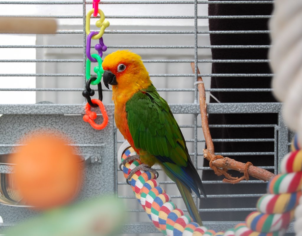 Bird sits on rope and looks at toys in his cage