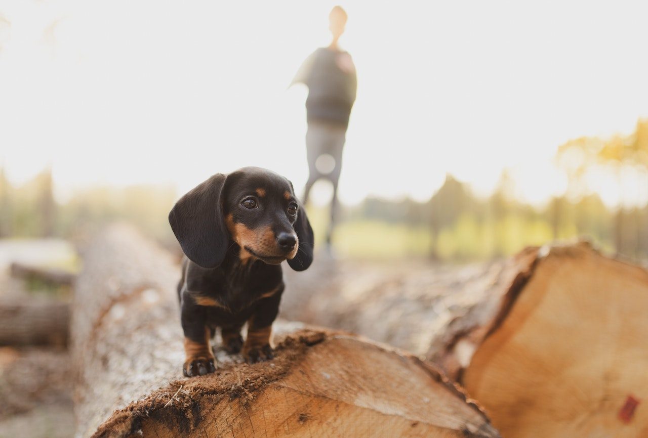 A Black and Tan Dachshund puppy standing on a log.