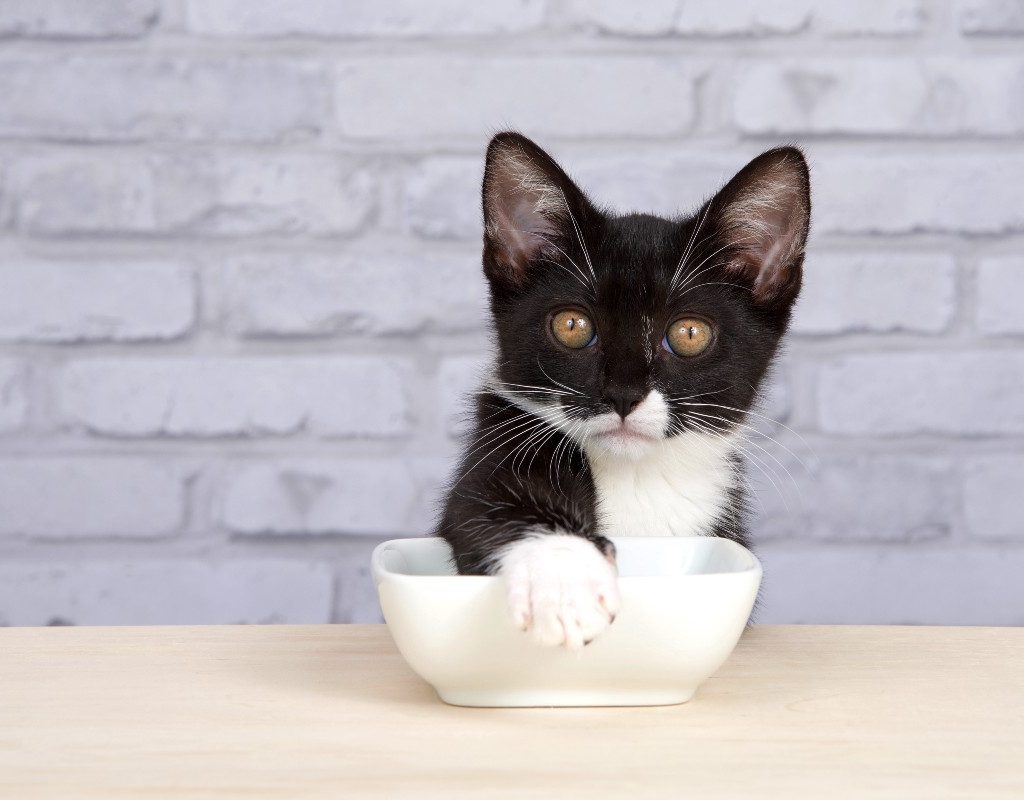 a black and white cat with a white dish