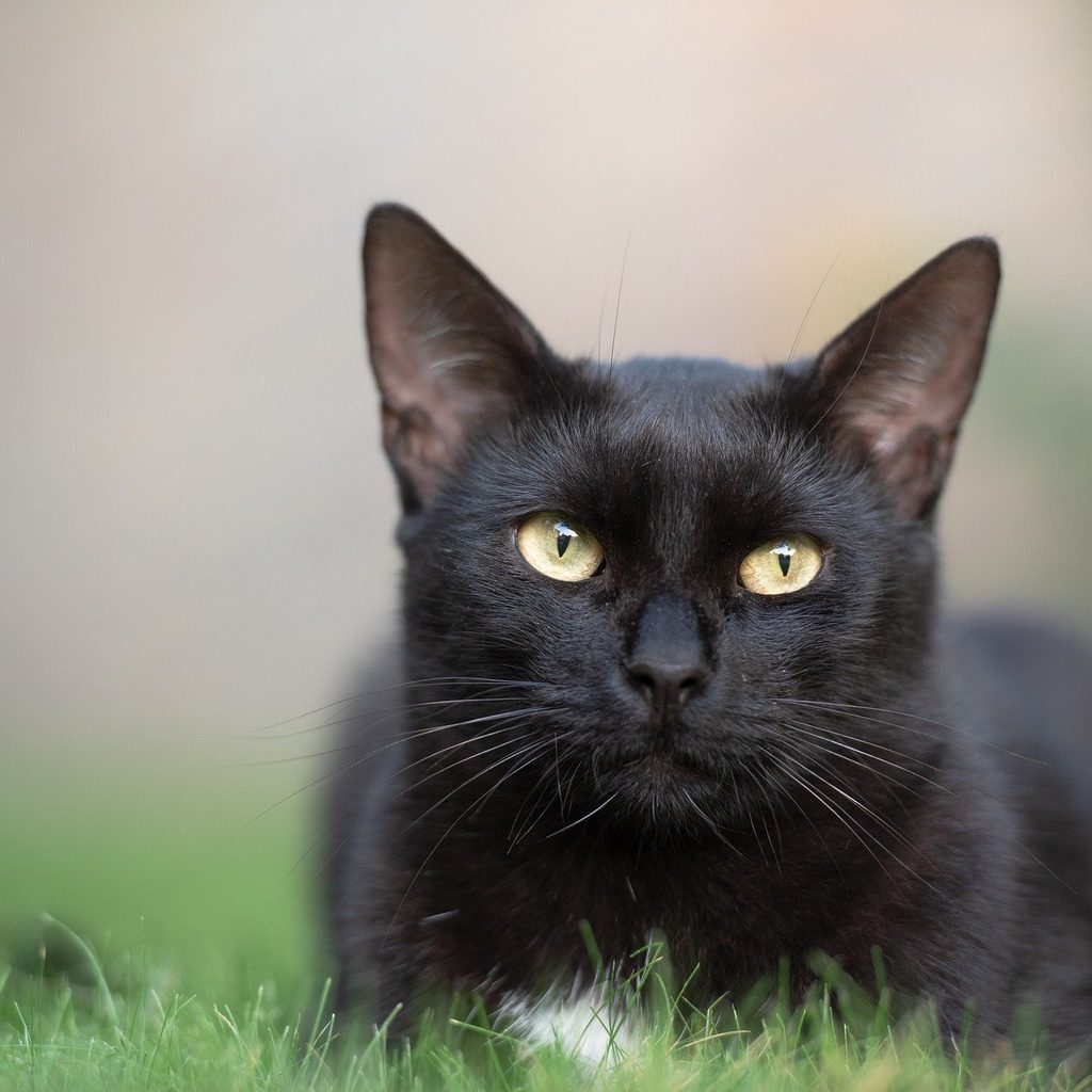 Black cat lying in a grassy yard
