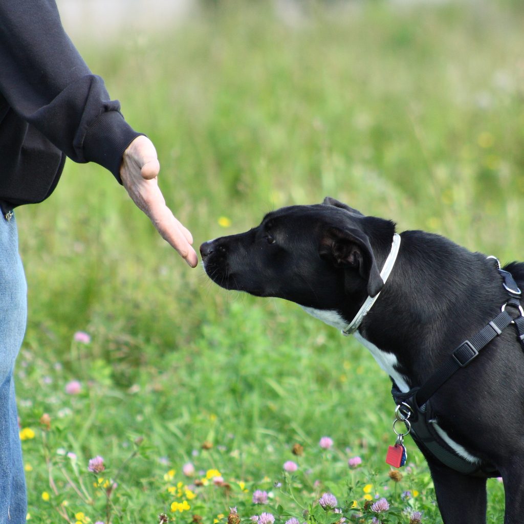 A dog sniff's a person's outstretched hand as they meet in a park