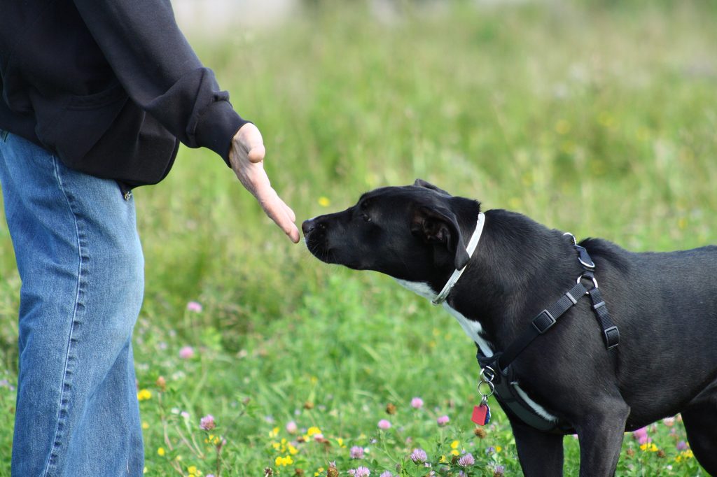 A dog sniff's a person's outstretched hand as they meet in a park