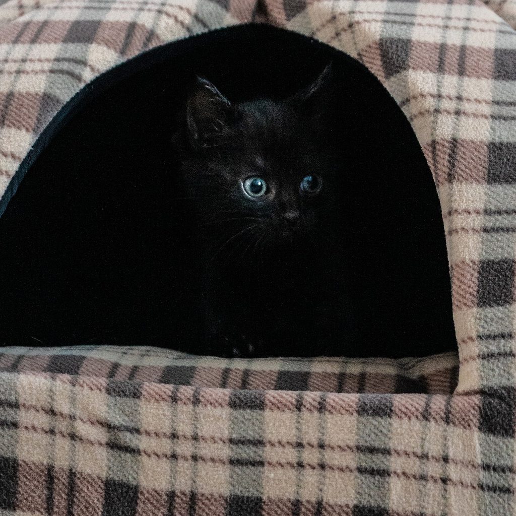 Black kitten peering out of an enclosed cat bed