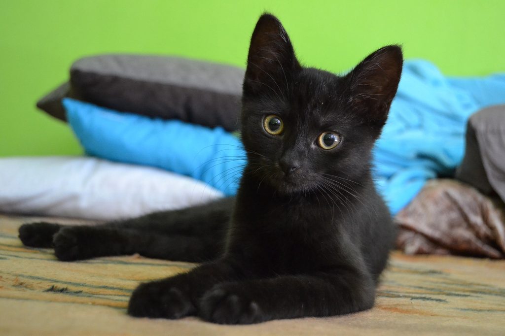 Black kitten lying on a bed in front of some blankets
