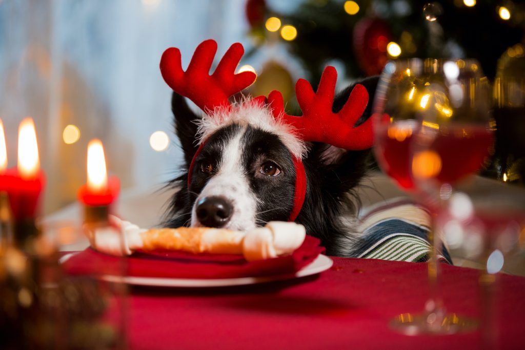 A border collie wearing reindeer antlers looks over the dinner table