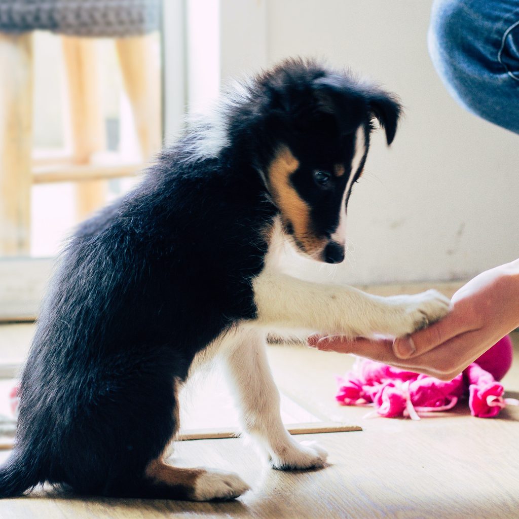 A border collies puppy offers his paw to his owner