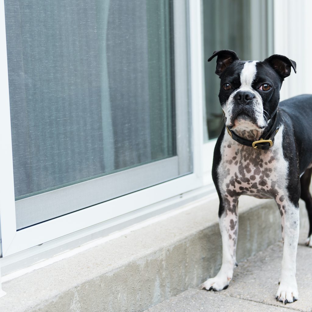 A Boston Terrier stands by the back door of their house, wanting to be let in