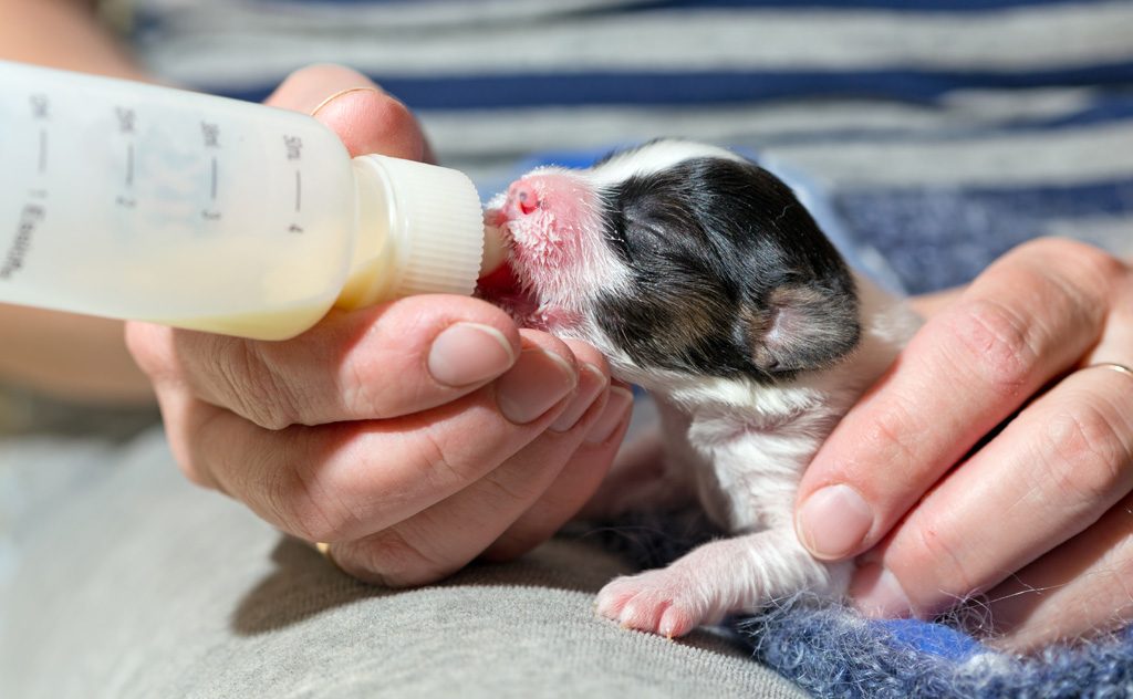 Bottle feeding a newborn puppy
