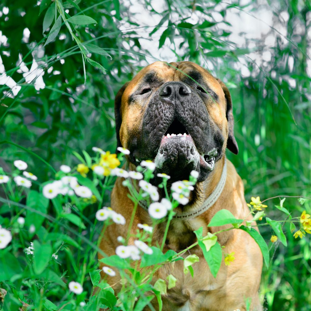A Bullmastiff sits in a field of flowers in the park