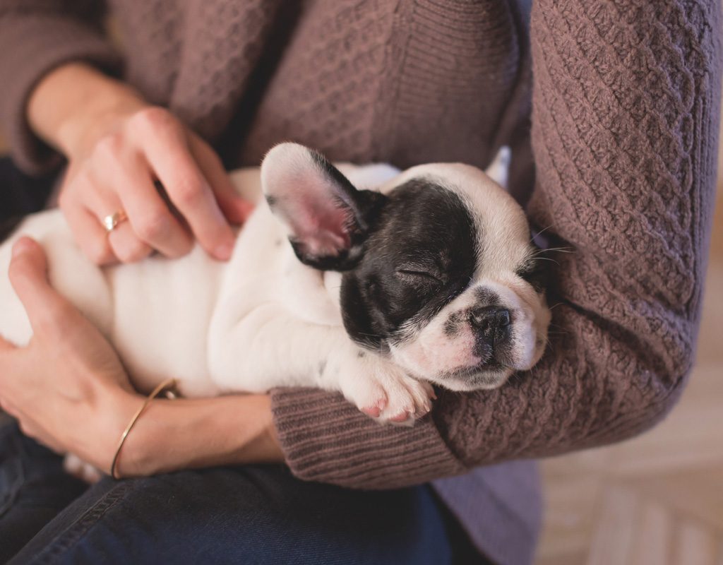 Bulldog puppy sleeping on arm.