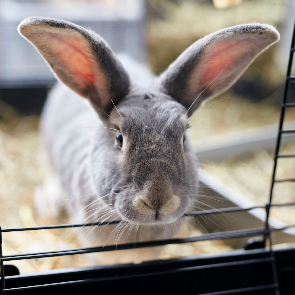 Bunny peeks out of his clean cage