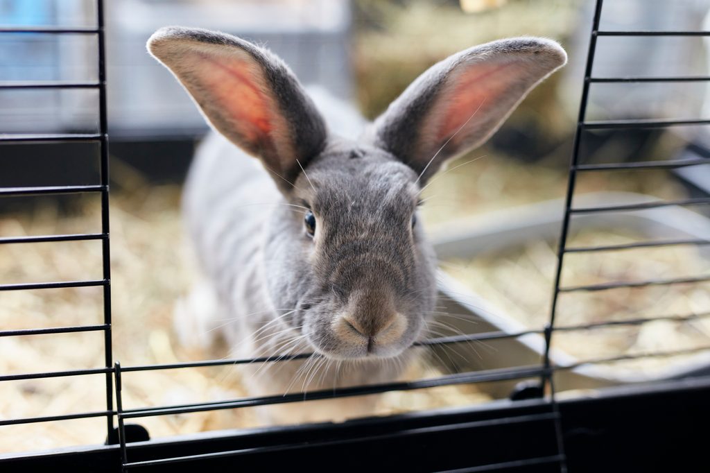 Bunny peeks out of his clean cage