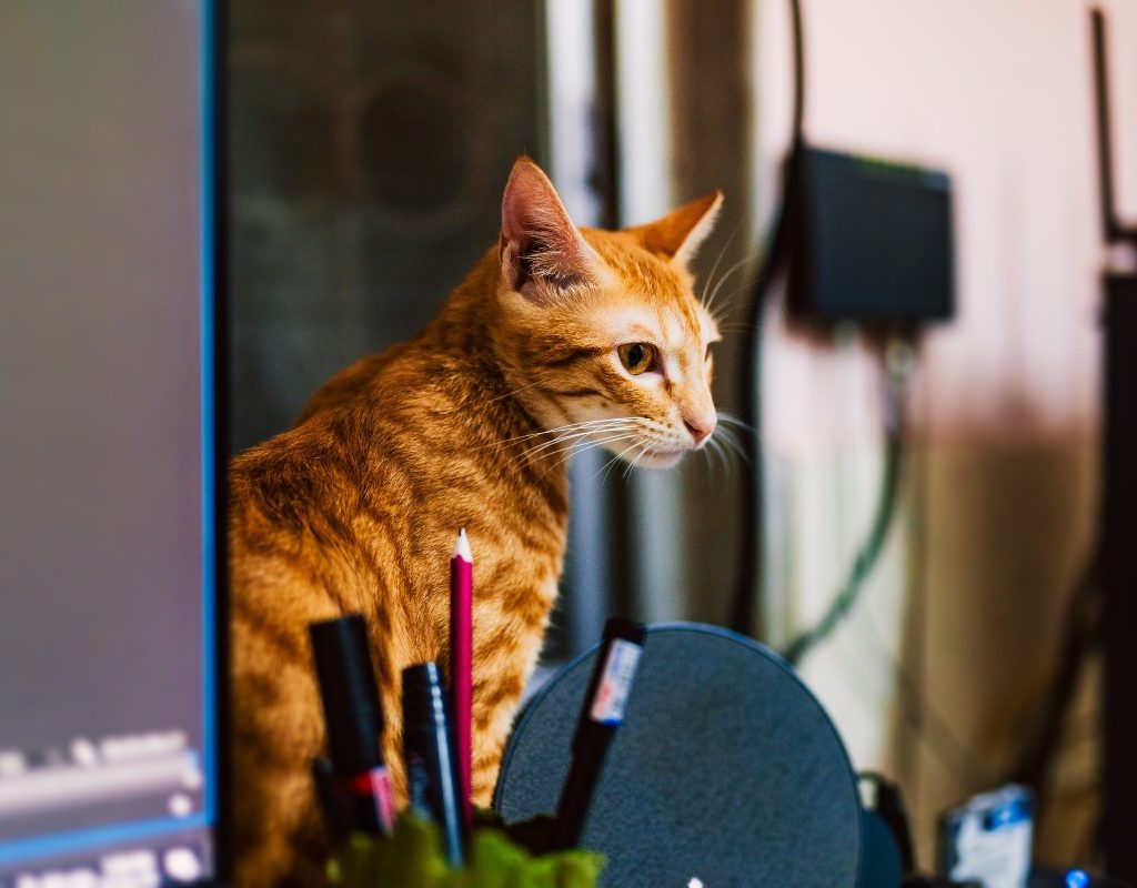 orange-tabby-with-pen-cup-in-foreground