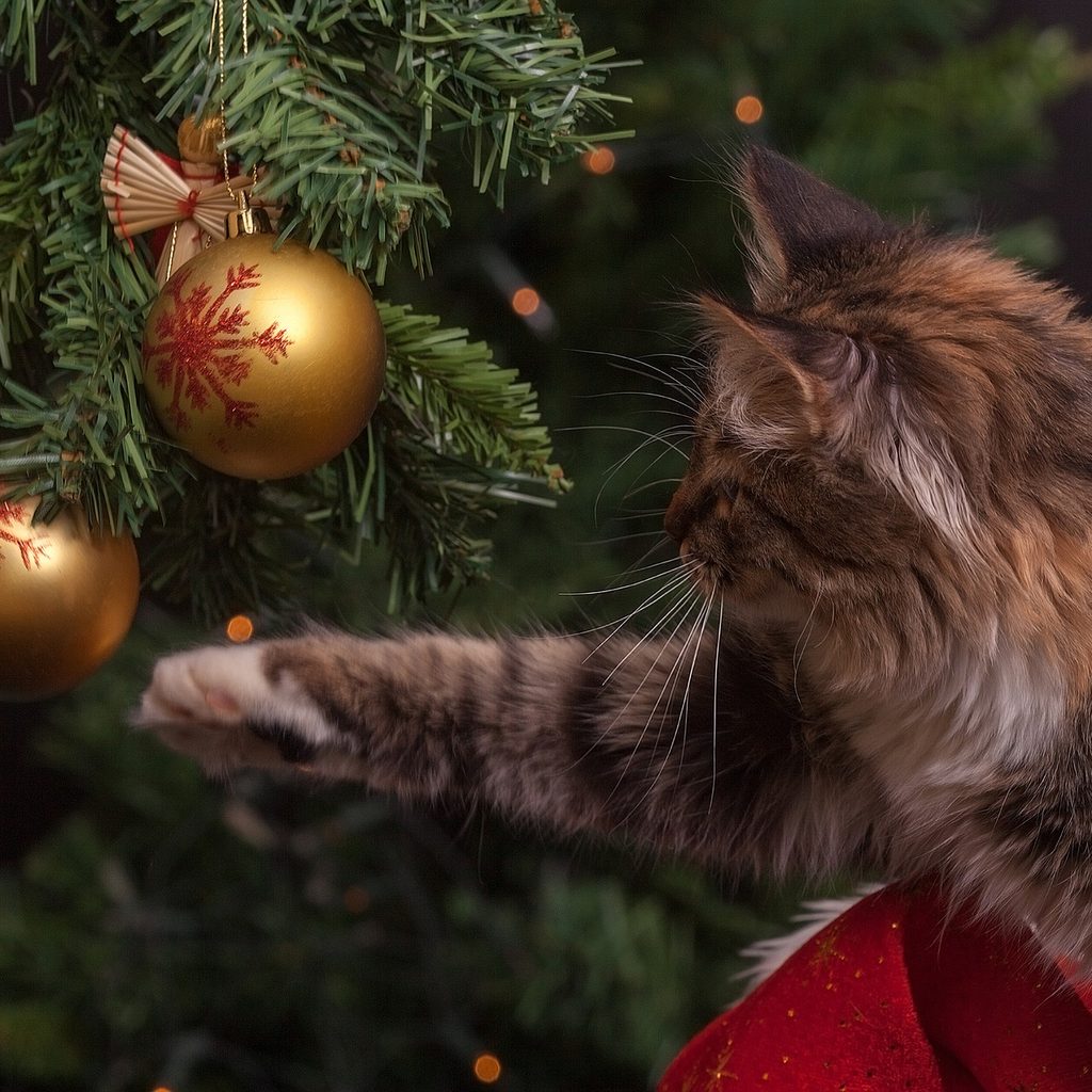 Cat batting at a Christmas ornament on a tree