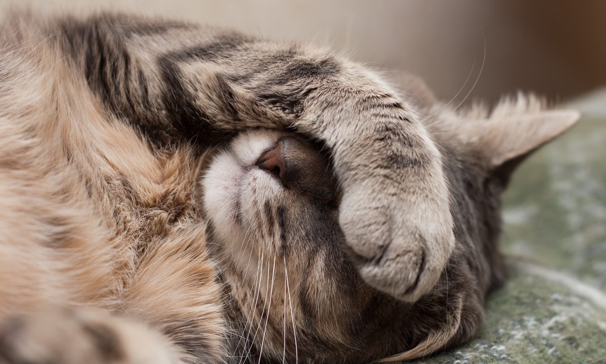 Cute cat sleeping with their paw over their face