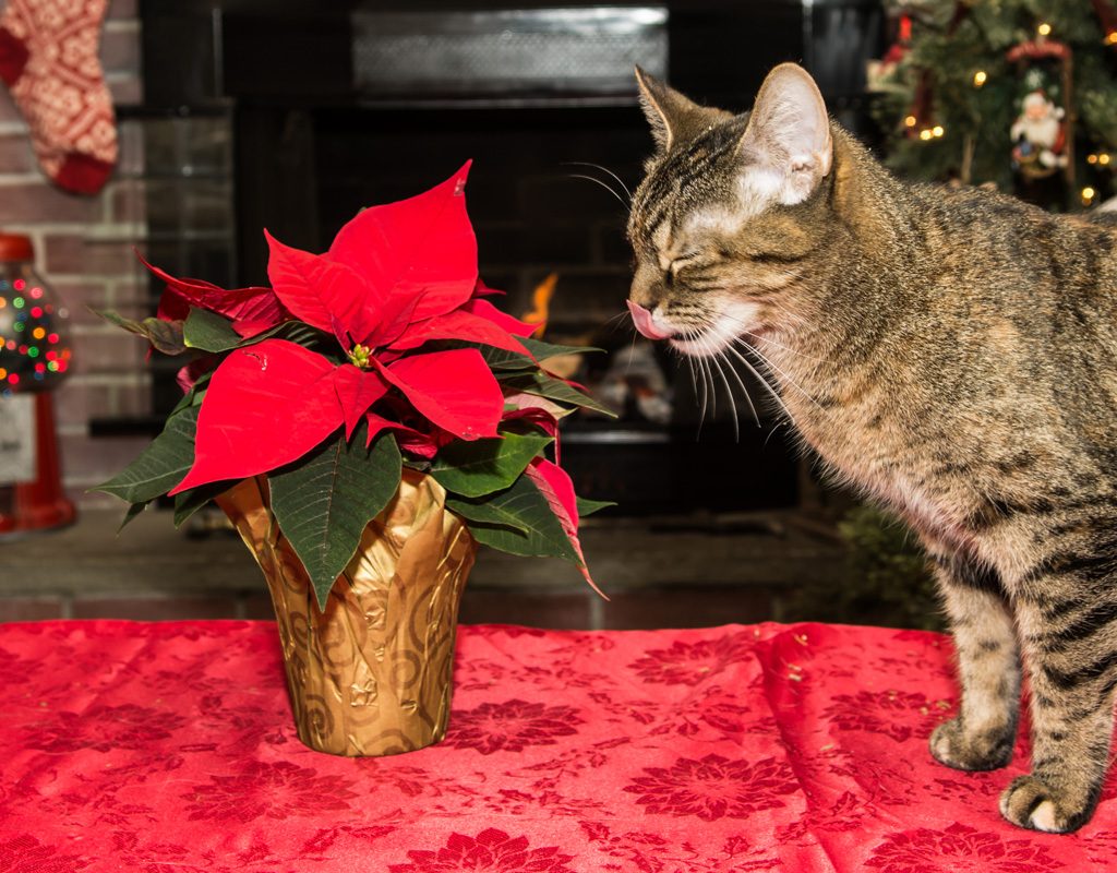 Cat eating poinsettia leaves.