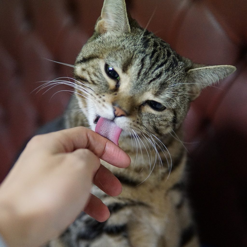 Cat sitting up and licking the finger of an outstretched hand