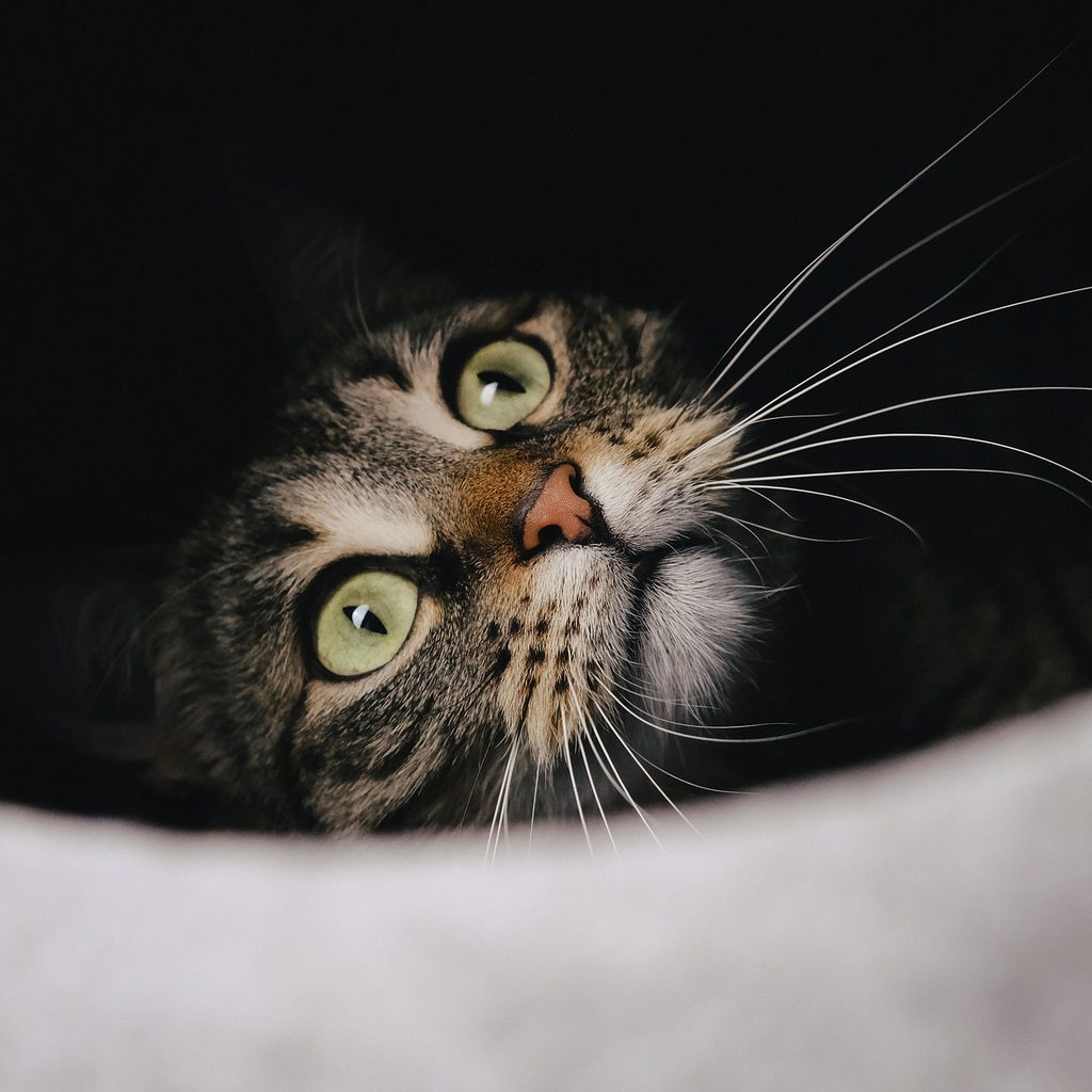 Cat looking up out of an enclosure with wild, wide eyes