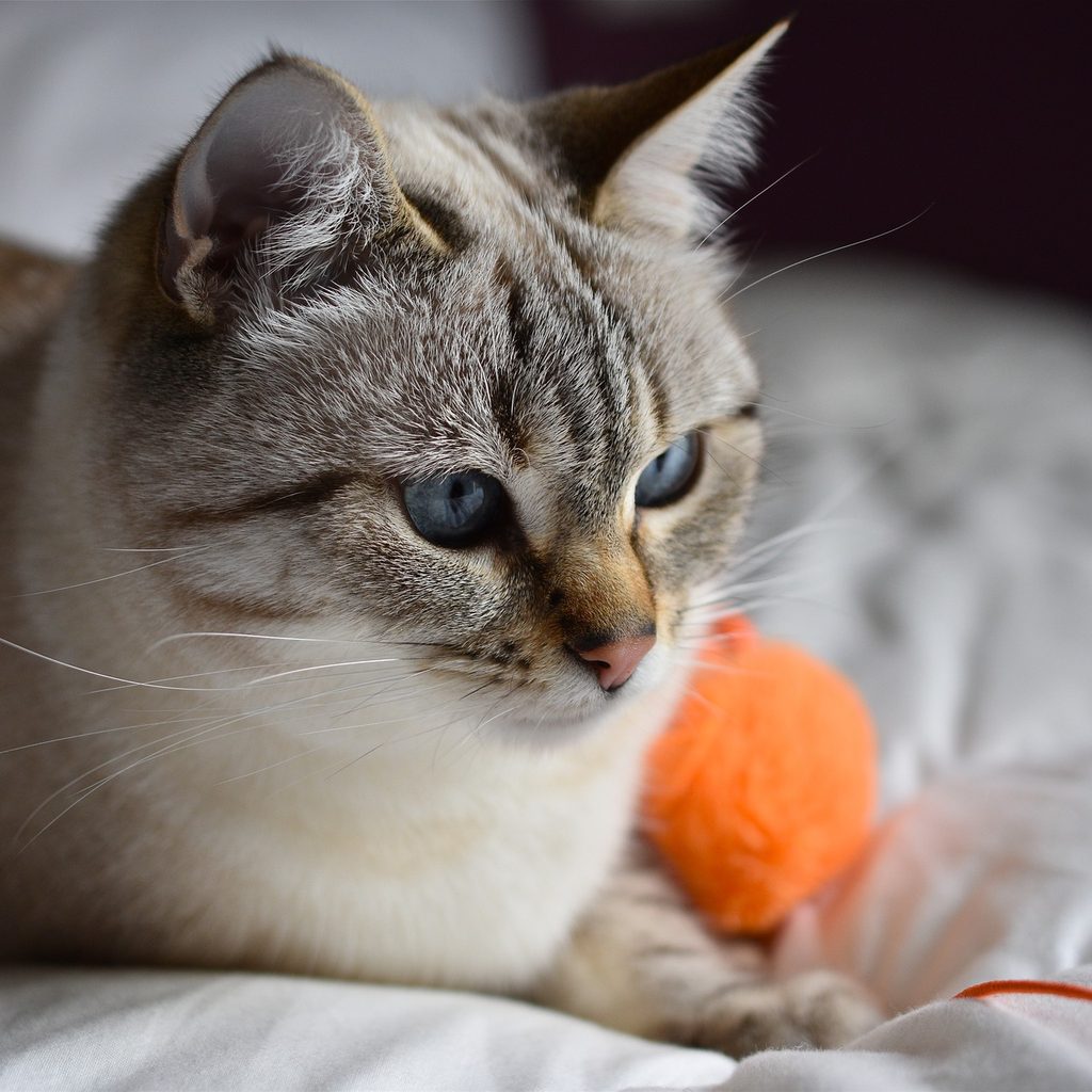 Cat lying on a bed with an orange cat toy