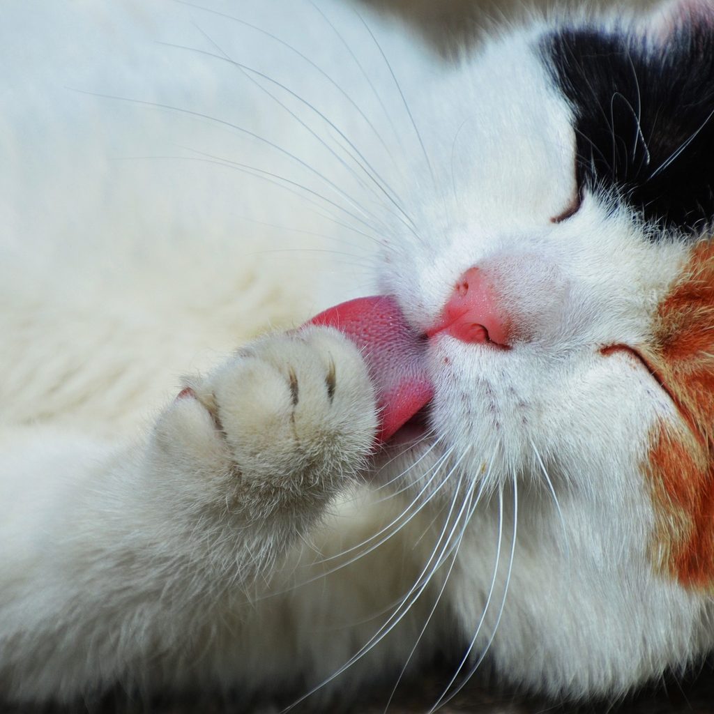 Cat lying on its side, licking its paw