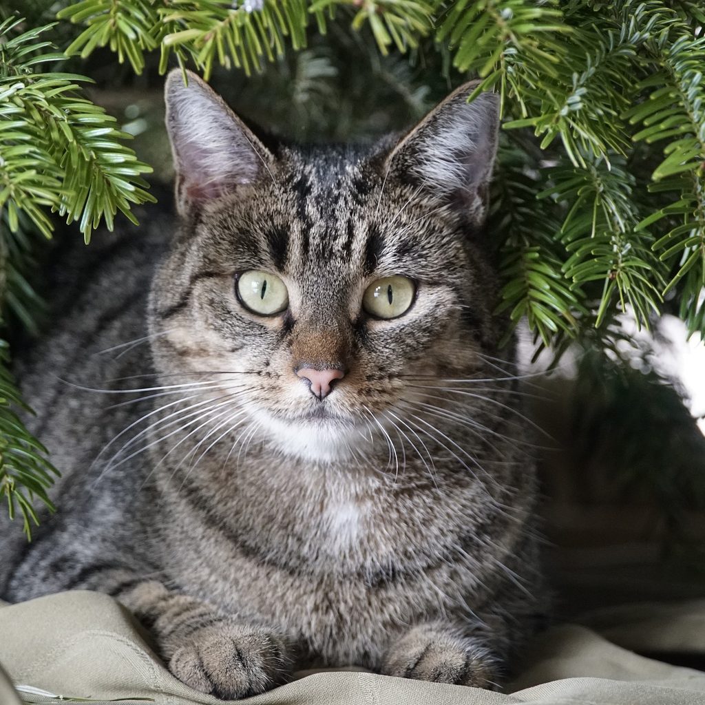 Cat lying underneath a Christmas tree
