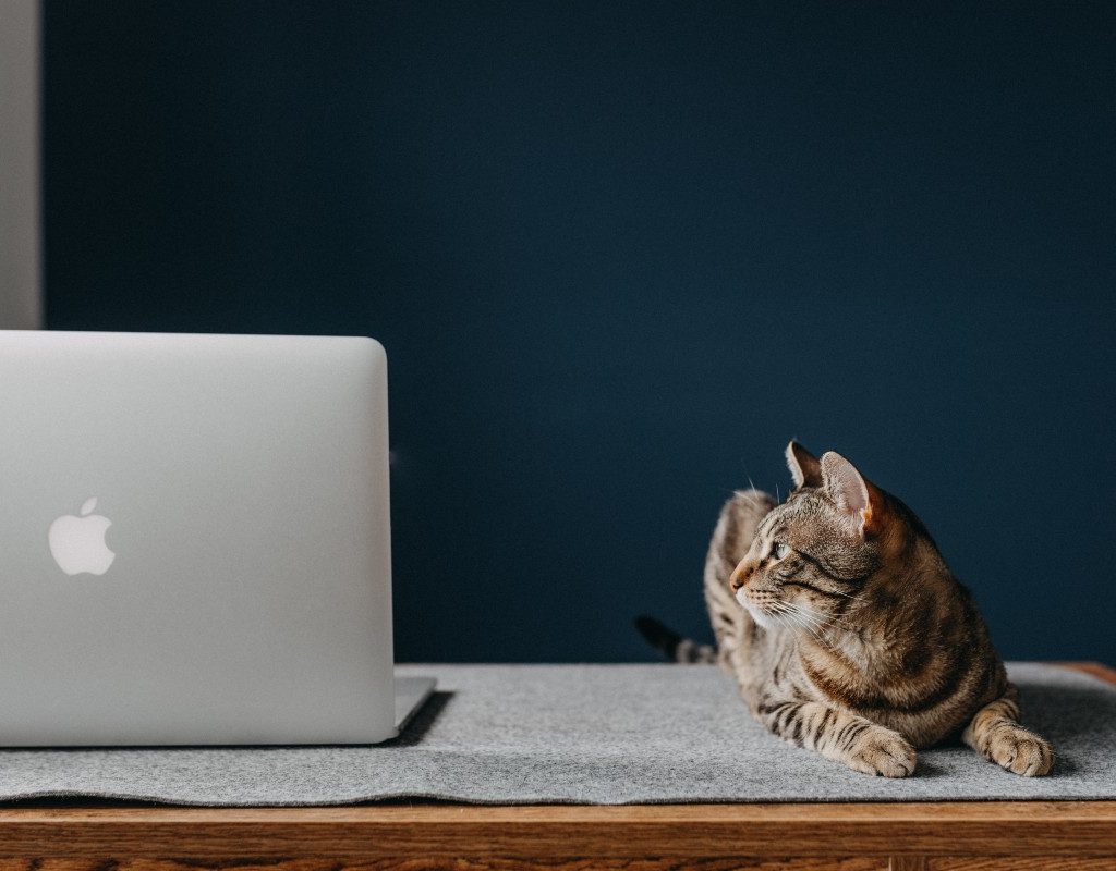 a gray cat on a wooden desk near a mac laptop