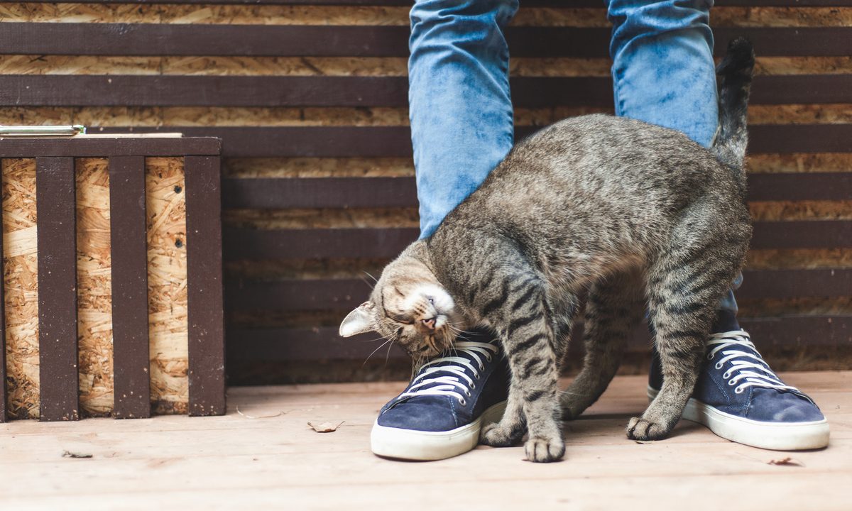 Cat rubbing on person's leg