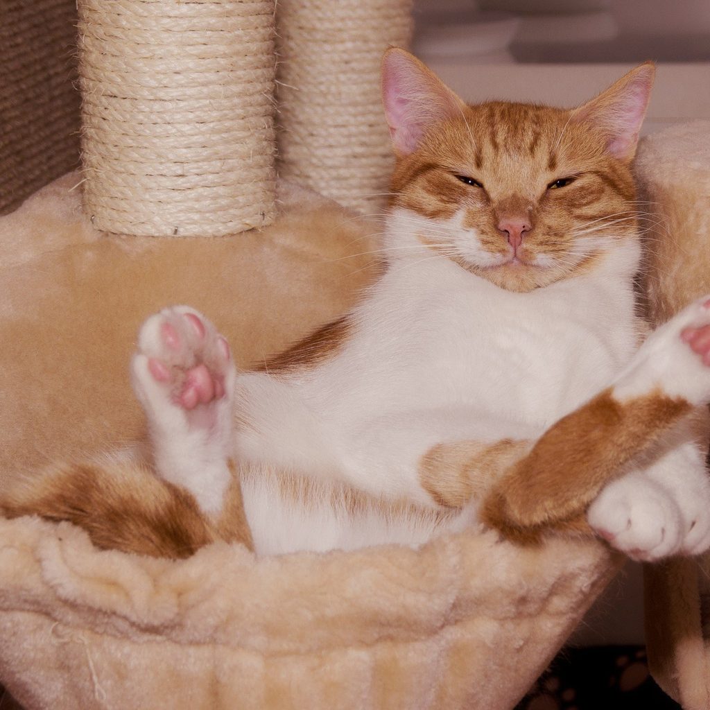 Cat sleeping on its back in the hammock of a cat tree