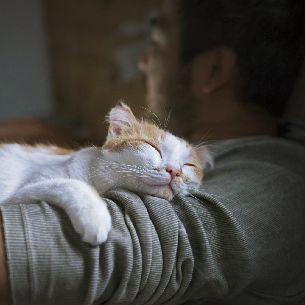 Cute smiling happy cat lying on the man's shoulder.