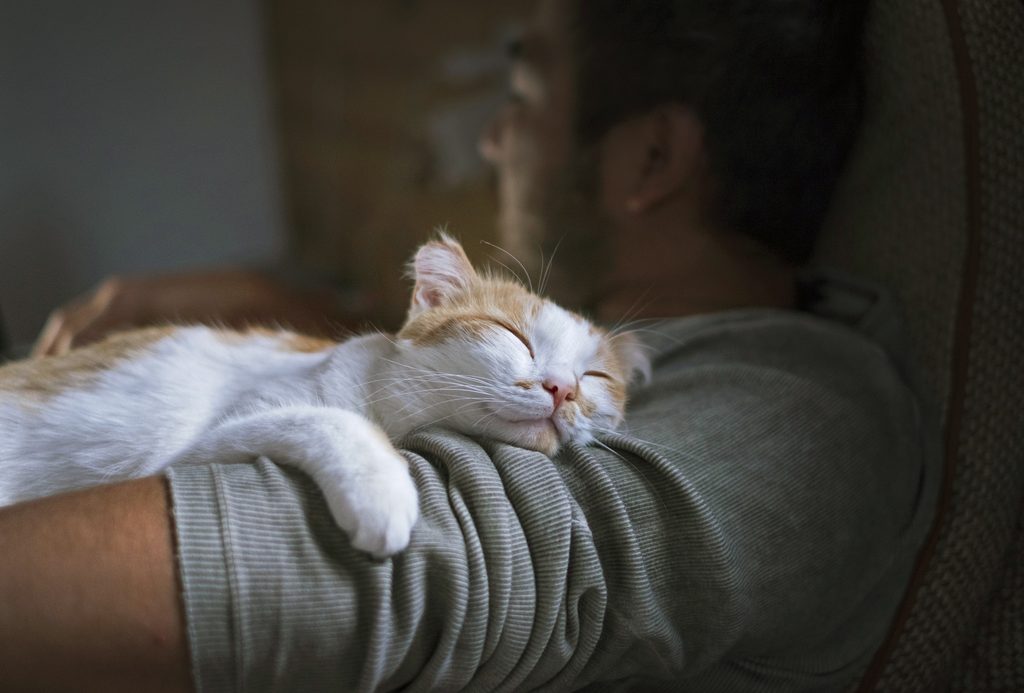 Cute smiling happy cat lying on the man's shoulder.