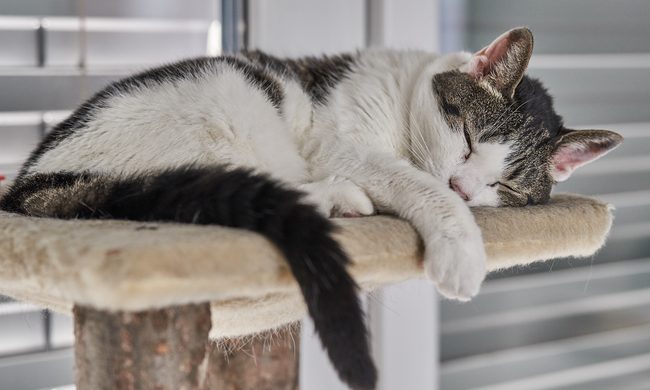 Cat sleeping on the platform of a cat tree made with natural wood branches