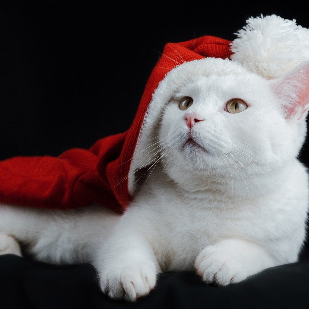 White cat wearing a Santa hat