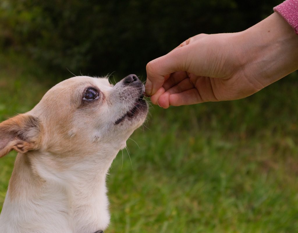 Chihuahua getting a treat.