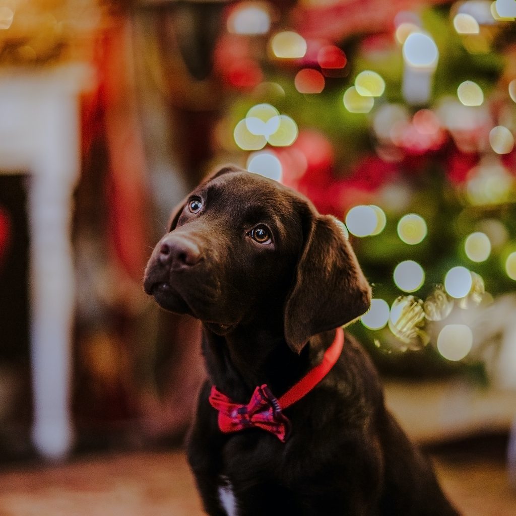 A chocolate lab puppy sits patiently in front of a Christmas tree