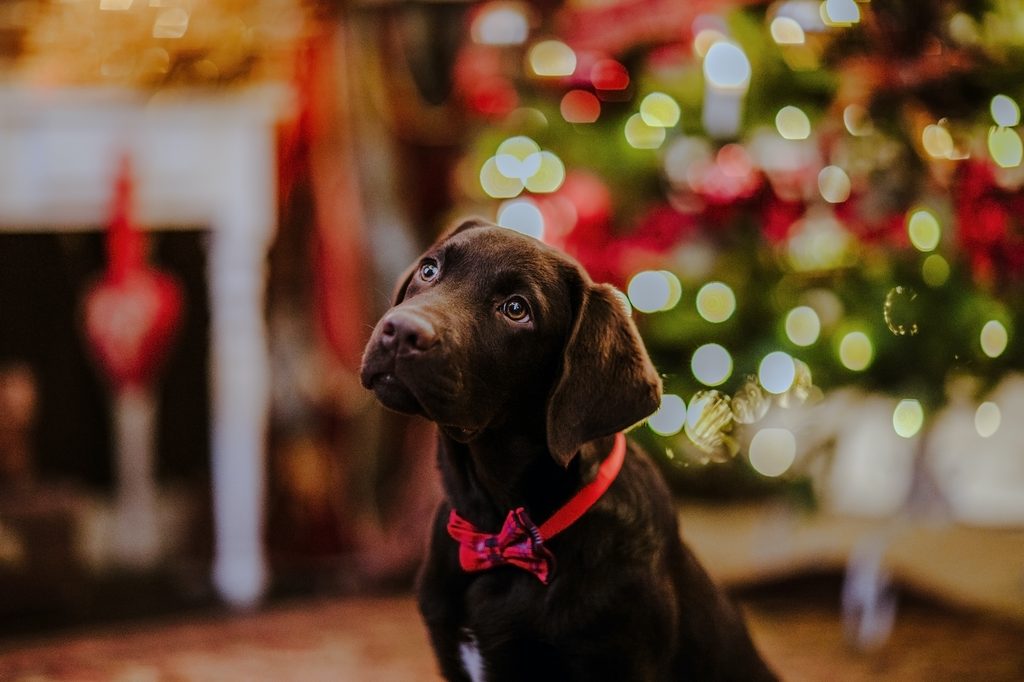 A chocolate lab puppy sits patiently in front of a Christmas tree