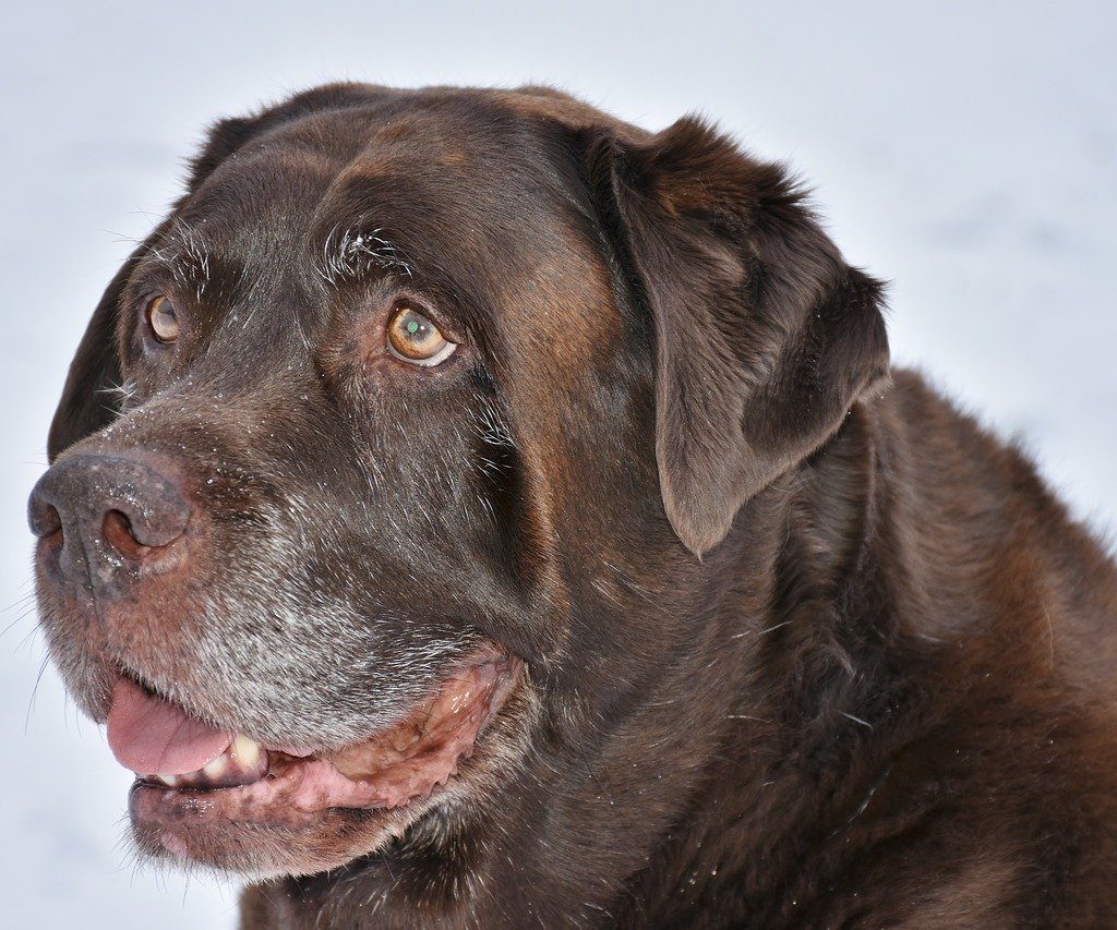 Chocolate brown Labrador retriever with a graying muzzle.