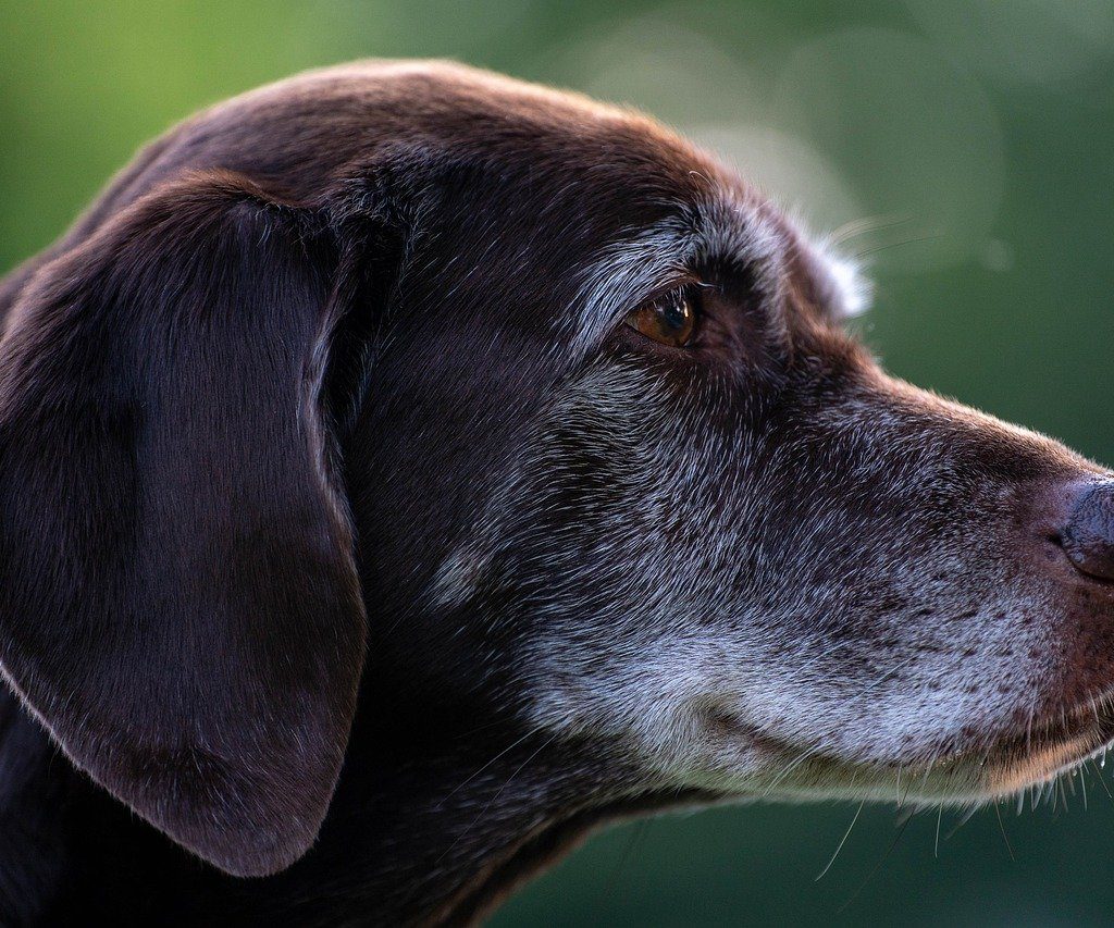 A chocolate brown Labrador retriever with a white face.