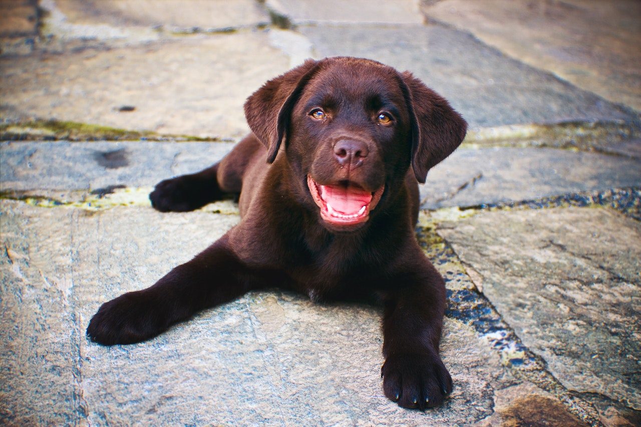 A chocolate Labrador retriever puppy lying on stone tiles.