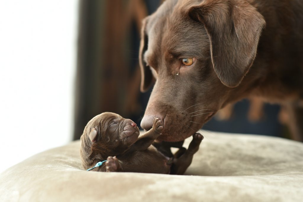 A chocolate Labrador Retriever sniffs a newborn puppy