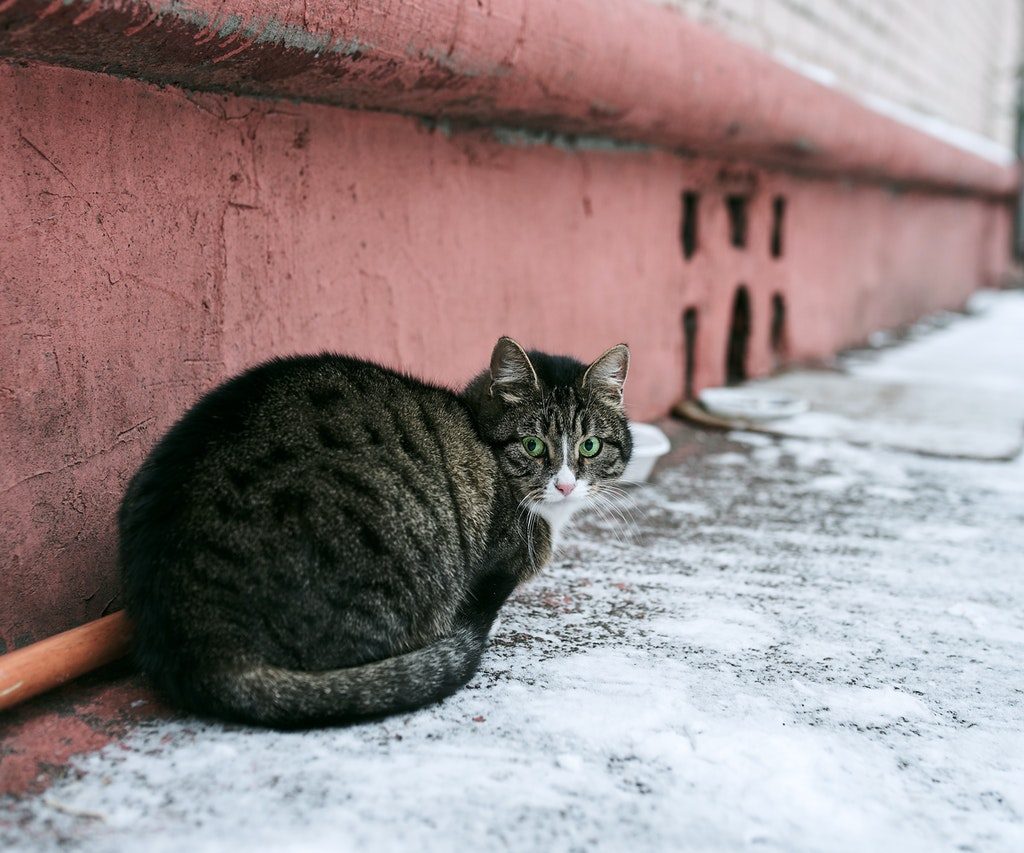 A chubby tabby cat sits outside of a pink building.